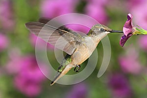 Ruby-throated Hummingbird