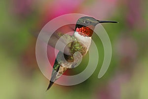 Ruby-throated Hummingbird