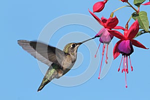 Ruby-throated Hummingbird