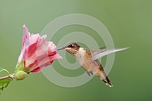 Ruby-throated Hummingbird