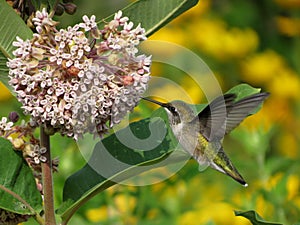 Ruby-Throated Hummingbird