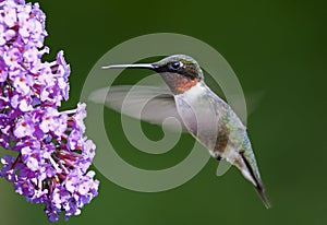 Ruby-throated Hummingbird