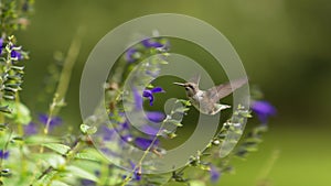 Ruby-throated Hummingbird