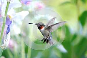 Rubí colibrí 