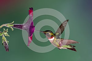 Ruby-throated Hummingbird