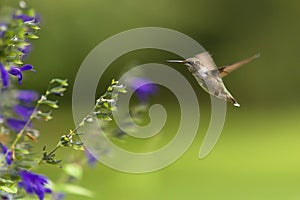 Ruby-throated Hummingbird