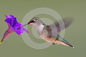 Ruby-throated Hummingbird