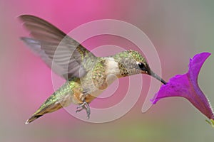 Ruby-throated Hummingbird photo