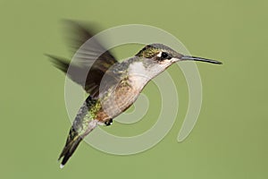 Ruby-throated hummingbird archilochus colubris