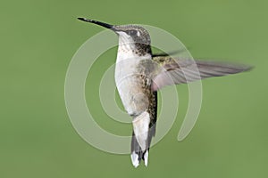 Ruby-throated hummingbird archilochus colubris