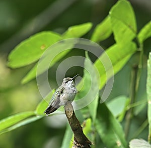 Ruby-throated Hummingbird (Archilochus colubris)