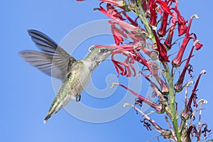 Ruby-throated Hummingbird (archilochus colubris) photo