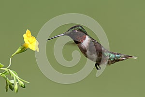 Ruby-throated Hummingbird (archilochus colubris) photo