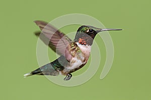 Ruby-throated Hummingbird (archilochus colubris) photo