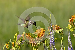 The Ruby-throated hummingbird Archilochus colubris