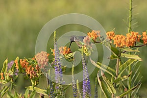 The Ruby-throated hummingbird Archilochus colubris