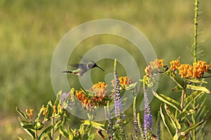 The Ruby-throated hummingbird Archilochus colubris