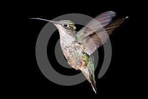 Ruby-throated Hummingbird (archilochus colubris)