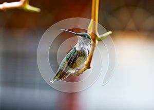 Ruby-throated Hummingbird - .Archilochus colubris