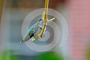 Ruby-throated Hummingbird - .Archilochus colubris