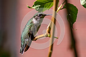 Ruby-throated Hummingbird - .Archilochus colubris