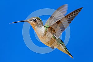 Ruby-throated Hummingbird (archilochus colubris)