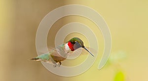 Ruby-Throated Hummingbird(archilochus colubris)