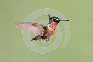 Ruby-throated Hummingbird (archilochus colubris)