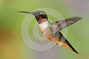 Ruby-throated Hummingbird (archilochus colubris) photo