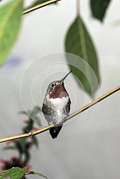 Ruby-Throated Hummingbird (Archilochus colubris)