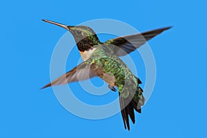 Ruby-throated Hummingbird (archilochus colubris)