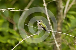 Ruby-throated hummingbird ( Archilochus colubris )