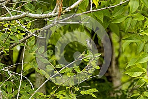 Ruby-throated hummingbird ( Archilochus colubris )