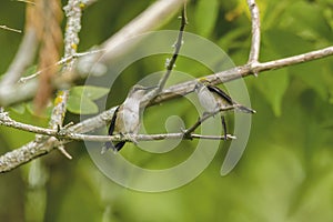 Ruby-throated hummingbird ( Archilochus colubris )