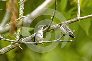 Ruby-throated hummingbird ( Archilochus colubris )