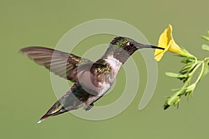 Ruby-throated Hummingbird (archilochus colubris)