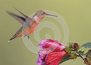 Ruby-throated Hummingbird (archilochus colubris)