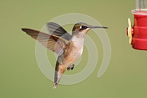 Ruby-throated Hummingbird (archilochus colubris)