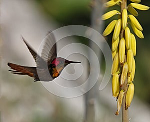 Ruby-throated hummingbird (archilochus colubris)
