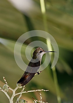 Ruby-throated hummingbird (archilochus colubris)