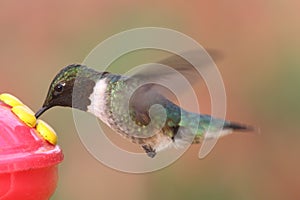 Ruby-throated Hummingbird (archilochus colubris)