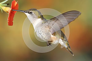 Ruby-throated Hummingbird (archilochus colubris)