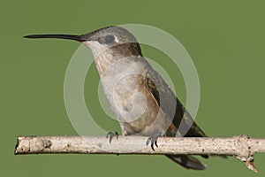 Ruby-throated Hummingbird (archilochus colubris)