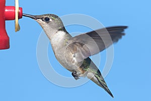 Ruby-throated Hummingbird (archilochus colubris)