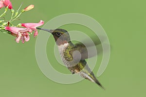 Ruby-throated Hummingbird (archilochus colubris)