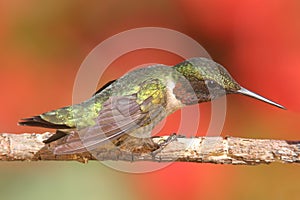 Ruby-throated Hummingbird (archilochus colubris)