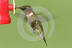 Ruby-throated Hummingbird (archilochus colubris)