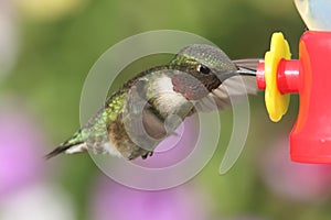 Ruby-throated Hummingbird (archilochus colubris)