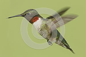 Ruby-throated Hummingbird (archilochus colubris)