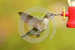 Ruby-throated Hummingbird (archilochus colubris)